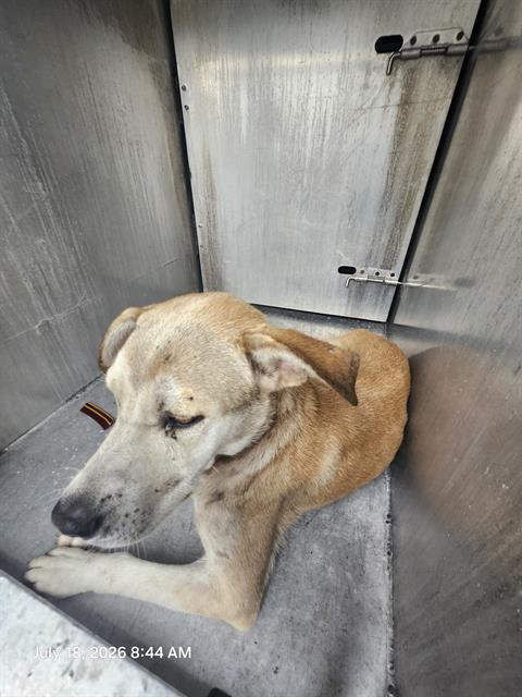 Shelter Stray Male Dog last seen Near BLOCK OBREGON, 4710 TX-151, San Antonio, TX 78227, USA