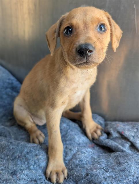 Shelter Stray Female Dog last seen Near BLOCK SHAWN MARIE, 4710 TX-151, San Antonio, TX 78227, USA