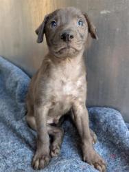 Shelter Stray Male Dog last seen Near BLOCK SHAWN MARIE, 4710 TX-151, San Antonio, TX 78227, USA