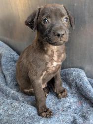 Shelter Stray Male Dog last seen Near BLOCK SHAWN MARIE, 4710 TX-151, San Antonio, TX 78227, USA