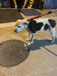 Shelter Stray Male Dog last seen ALBATROSS WAY & PLOVER ST, 2127 Front St, Sacramento, CA 95818, USA