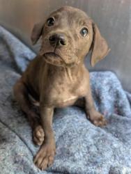 Shelter Stray Female Dog last seen Near BLOCK SHAWN MARIE, 4710 TX-151, San Antonio, TX 78227, USA