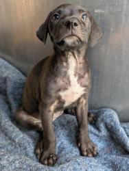 Shelter Stray Female Dog last seen Near BLOCK SHAWN MARIE, 4710 TX-151, San Antonio, TX 78227, USA