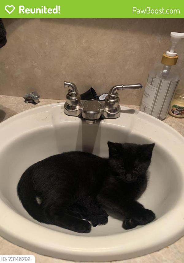 Reunited Male Cat last seen Dune drive and Main Street Oregon city, Oregon City, OR 97045