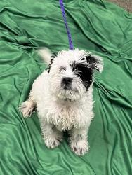 Shelter Stray Male Dog last seen E LAKE MEAD BLVD & CIVIC CENTER DR, 655 N Mojave Rd, Las Vegas, NV 89101, USA