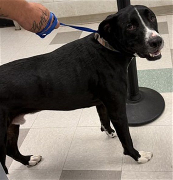 Shelter Stray Male Dog last seen NW 23 AND PORTLAND, 2811 SE 29th St, Oklahoma City, OK 73129, USA