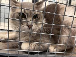 Shelter Stray Male Cat last seen Near BLOCK S 10TH ST, LAS VEGAS NV 89104, 655 N Mojave Rd, Las Vegas, NV 89101, USA