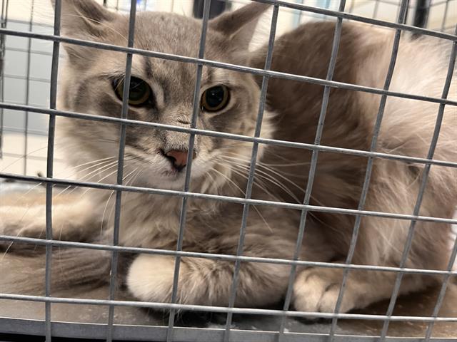 Shelter Stray Male Cat last seen Near BLOCK S 10TH ST, LAS VEGAS NV 89104, 655 N Mojave Rd, Las Vegas, NV 89101, USA
