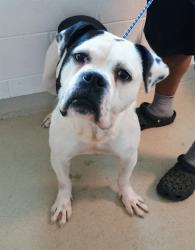 Shelter Stray Male Dog last seen BURLINGTON AC, 221 Stone Quarry Rd, Burlington, NC 27217, USA