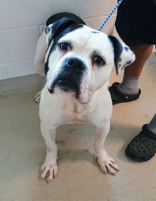 Shelter Stray Male Dog last seen BURLINGTON AC, 221 Stone Quarry Rd, Burlington, NC 27217, USA