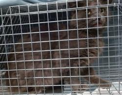 Shelter Stray Unknown Cat last seen , 2811 SE 29th St, Oklahoma City, OK 73129, USA