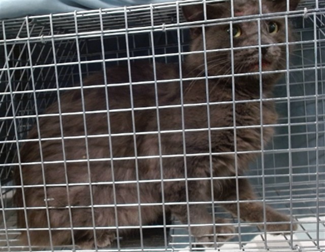Shelter Stray Unknown Cat last seen , 2811 SE 29th St, Oklahoma City, OK 73129, USA