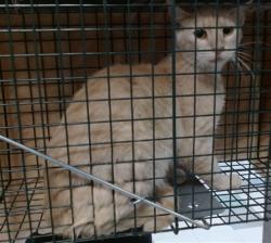 Shelter Stray Unknown Cat last seen , 2811 SE 29th St, Oklahoma City, OK 73129, USA