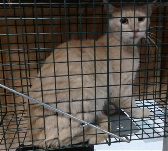 Shelter Stray Unknown Cat last seen , 2811 SE 29th St, Oklahoma City, OK 73129, USA