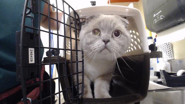 Shelter Stray Male Cat last seen Near BLOCK W BAYAUD AVE, DENVER CO 80223, 1241 W Bayaud Ave, Denver, CO 80223, USA