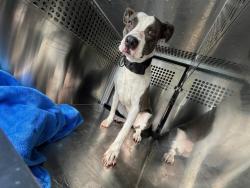 Shelter Stray Unknown Dog last seen Near BLOCK NE 25TH, 2811 SE 29th St, Oklahoma City, OK 73129, USA
