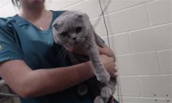 Shelter Stray Female Cat last seen Near BLOCK W BAYAUD AVE, DENVER CO 80223, 1241 W Bayaud Ave, Denver, CO 80223, USA