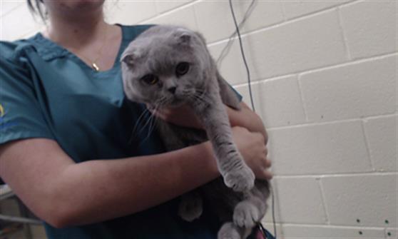 Shelter Stray Female Cat last seen Near BLOCK W BAYAUD AVE, DENVER CO 80223, 1241 W Bayaud Ave, Denver, CO 80223, USA