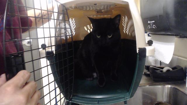 Shelter Stray Female Cat last seen Near BLOCK W BAYAUD AVE, DENVER CO 80223, 1241 W Bayaud Ave, Denver, CO 80223, USA