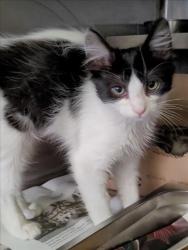 Shelter Stray Male Cat last seen , 1850 W 60th St, Los Angeles, CA 90047, USA