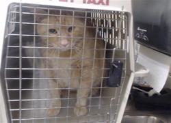 Shelter Stray Male Cat last seen Near BLOCK W BAYAUD AVE, DENVER CO 80223, 1241 W Bayaud Ave, Denver, CO 80223, USA