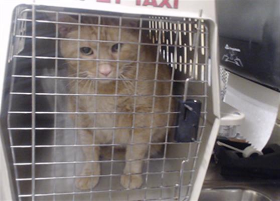 Shelter Stray Male Cat last seen Near BLOCK W BAYAUD AVE, DENVER CO 80223, 1241 W Bayaud Ave, Denver, CO 80223, USA