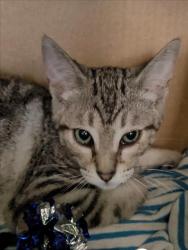 Shelter Stray Male Cat last seen , 1850 W 60th St, Los Angeles, CA 90047, USA