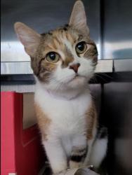 Shelter Stray Female Cat last seen , 1850 W 60th St, Los Angeles, CA 90047, USA