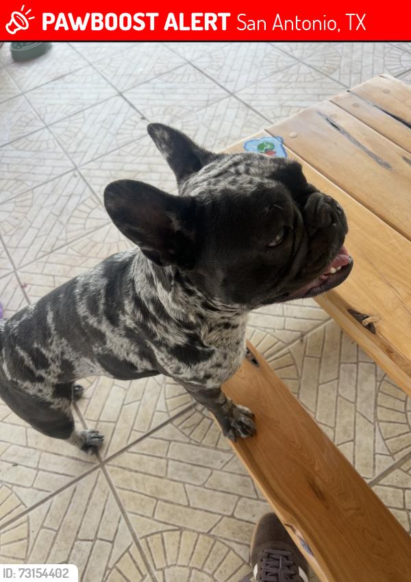 Lost Female Dog last seen Andover peak, San Antonio, TX 78217