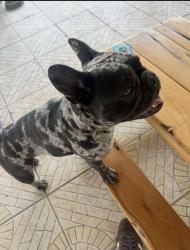 Lost Female Dog last seen Andover peak, San Antonio, TX 78217