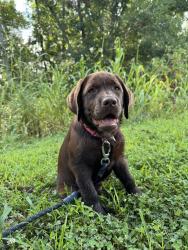 Found/Stray Female Dog last seen Off Amanda View way, near Newport highway, Sevierville, TN 37876