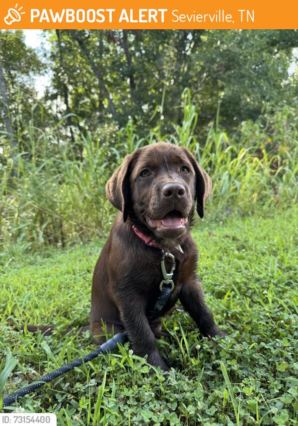 Found/Stray Female Dog last seen Off Amanda View way, near Newport highway, Sevierville, TN 37876