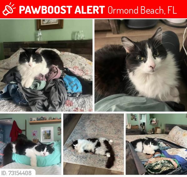 Lost Male Cat last seen John anderson, Ormond Beach, FL 32176