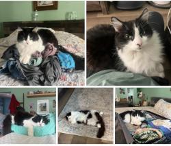 Lost Male Cat last seen John anderson, Ormond Beach, FL 32176