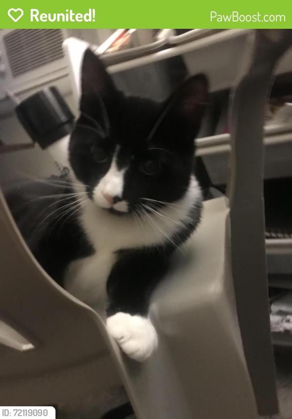 Reunited Male Cat last seen Moon twp coraopolis Pennsylvania, Coraopolis, PA 15108