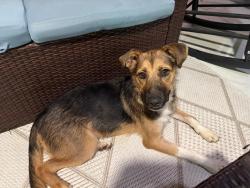 Found/Stray Female Dog last seen 119th NW, Miami, FL 33167