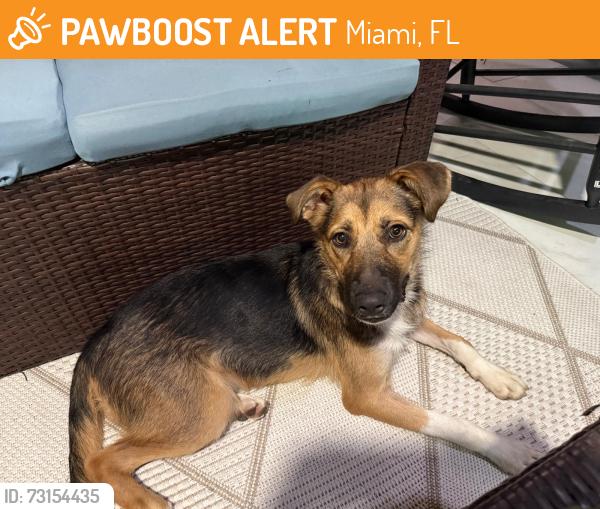 Found/Stray Female Dog last seen 119th NW, Miami, FL 33167