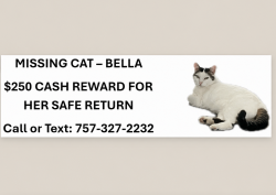 Lost Female Cat last seen Cullowhee Mountain Road, Cullowhee, NC 28723