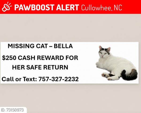 Lost Female Cat last seen Cullowhee Mountain Road, Cullowhee, NC 28723
