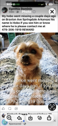 Lost Male Dog last seen Braxton and Wilson, Springdale, AR 72764