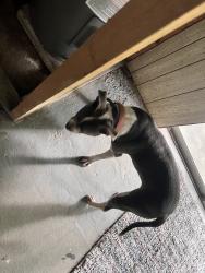 Found/Stray Female Dog last seen Ball road, Knoxville, TN 37931