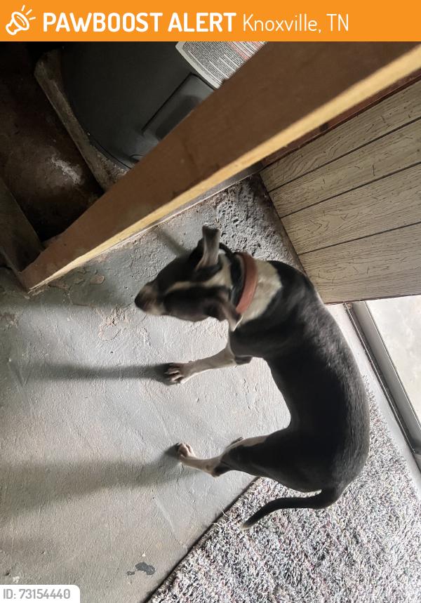 Found/Stray Female Dog last seen Ball road, Knoxville, TN 37931
