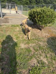 Found/Stray Male Dog last seen S sumac cir & hope mills rd, Fayetteville, NC 28304