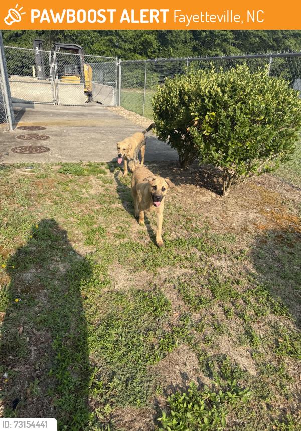 Found/Stray Male Dog last seen S sumac cir & hope mills rd, Fayetteville, NC 28304