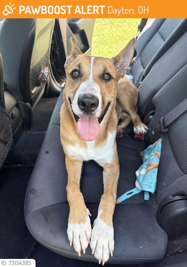 Found/Stray Male Dog last seen Smithville rd, Dayton, OH 45420