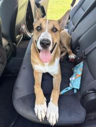 Found/Stray Male Dog last seen Smithville rd, Dayton, OH 45420