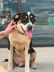 Found/Stray Male Dog last seen Baxter and Lee St, Knoxville, TN 37917