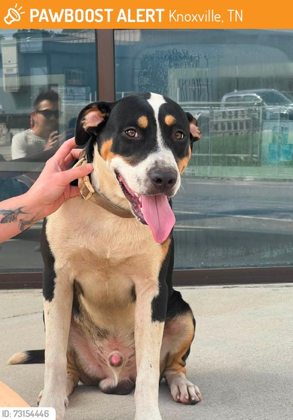 Found/Stray Male Dog last seen Baxter and Lee St, Knoxville, TN 37917