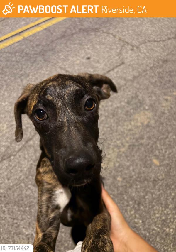 Found/Stray Male Dog last seen Irving and dufferin, Riverside, CA 92504