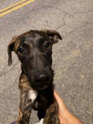 Found/Stray Male Dog last seen Irving and dufferin, Riverside, CA 92504